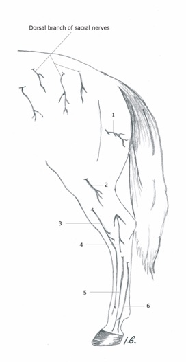 Horses Dorsal Nerves Diagram