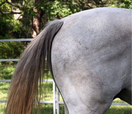 Massage for Horses Hindquarters