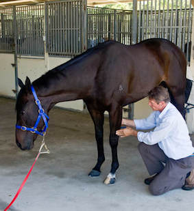 Equine Massage Injury Relief