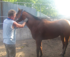 Equine Massage Therapy