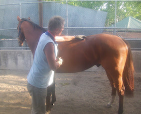 Equine Massage Therapy