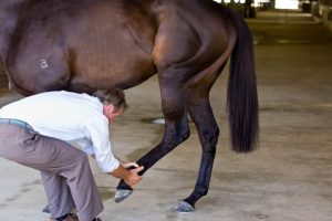 Equine Massage Therapy