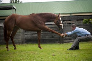 Equine Stretches