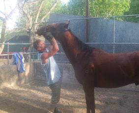 Equine Massage Therapy