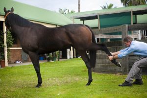 Equine Massage Therapy