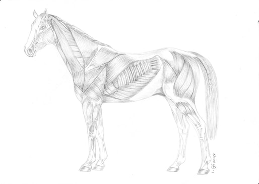 Horse Muscle Diagram