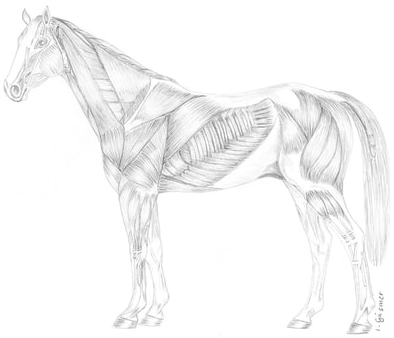 Horse Muscles