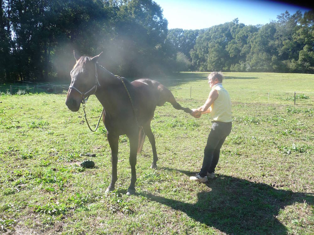 Assisted Horse Stretches