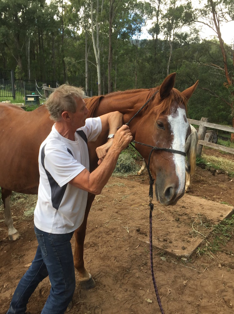 Equine Massage