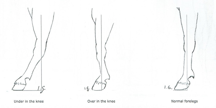 Equine Leg Defects