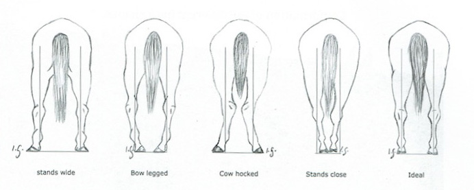 Equine Deformation Hind Quarters