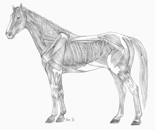 Horse Muscles