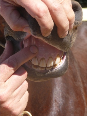 THE HORSE’S GUM IS A HEALTH INDICATOR