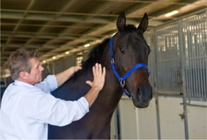 Friction Massage on Horse