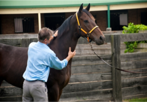 Long Neck Muscle of the Horse