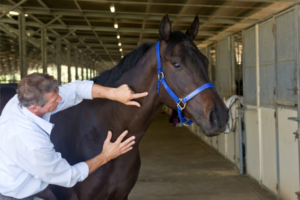 Horse with Tight Neck Muscle