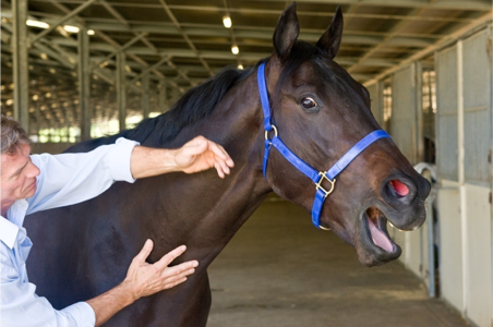 Yawning Horse