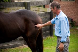 Horses Middle Gluteal Muscle Massage